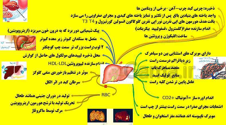 پاورپوینت آموزش کتاب درسی زیست شناسی دهم |  فصل 2: گوارش و جذب مواد- پیش نمایش