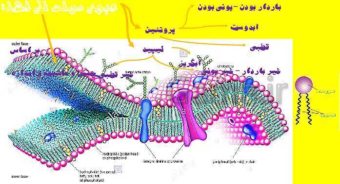 پاورپوینت آموزش کتاب درسی زیست شناسی دهم |  فصل 2: گوارش و جذب مواد- پیش نمایش