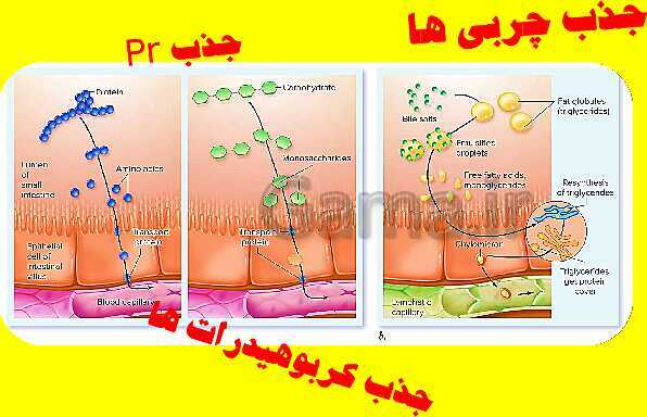 پاورپوینت آموزش کتاب درسی زیست شناسی دهم |  فصل 2: گوارش و جذب مواد- پیش نمایش