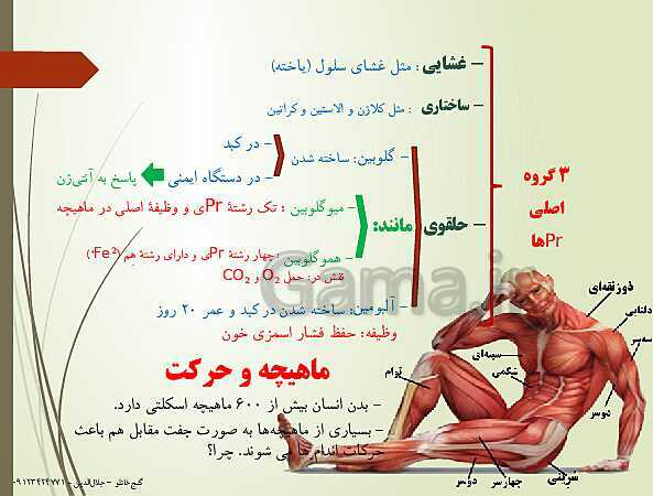 پاورپوینت زیست شناسی یازدهم تجربی | فصل 3: دستگاه حرکتی (گفتار 2: ماهیچه و حرکت)- پیش نمایش