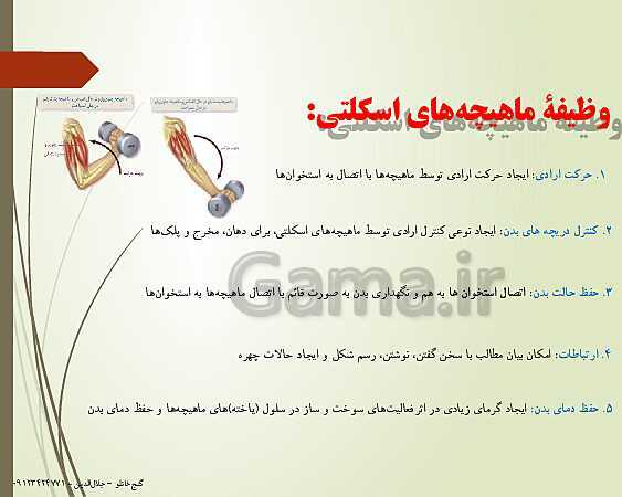 پاورپوینت زیست شناسی یازدهم تجربی | فصل 3: دستگاه حرکتی (گفتار 2: ماهیچه و حرکت)- پیش نمایش