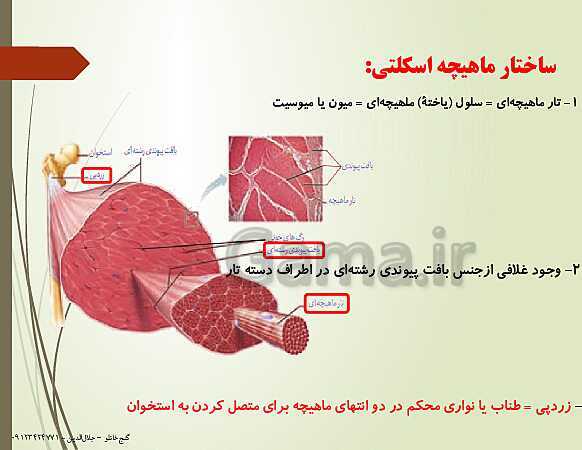 پاورپوینت زیست شناسی یازدهم تجربی | فصل 3: دستگاه حرکتی (گفتار 2: ماهیچه و حرکت)- پیش نمایش