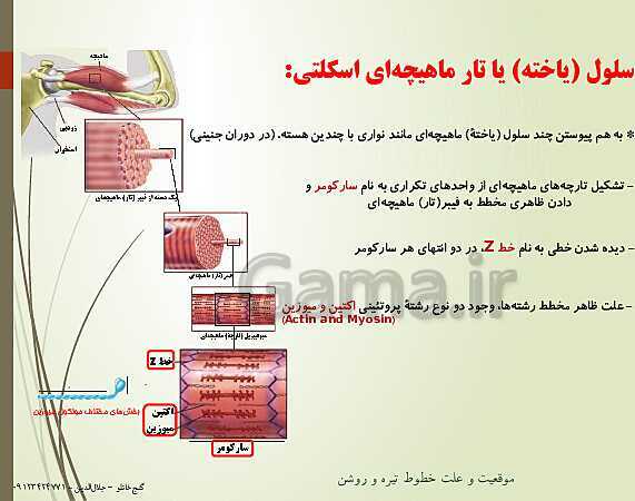 پاورپوینت زیست شناسی یازدهم تجربی | فصل 3: دستگاه حرکتی (گفتار 2: ماهیچه و حرکت)- پیش نمایش