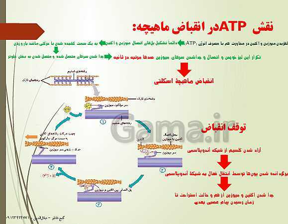 پاورپوینت زیست شناسی یازدهم تجربی | فصل 3: دستگاه حرکتی (گفتار 2: ماهیچه و حرکت)- پیش نمایش