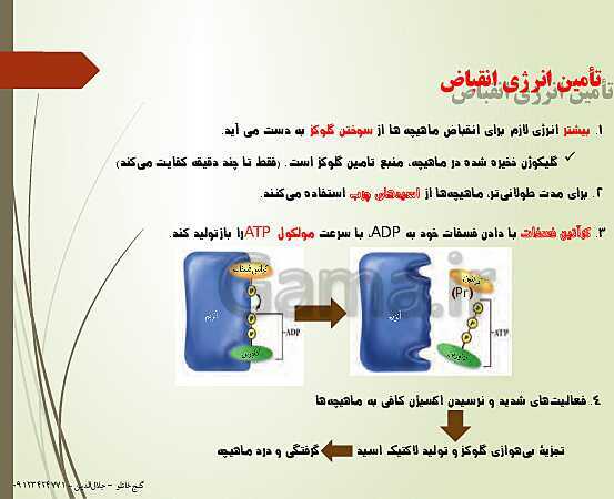 پاورپوینت زیست شناسی یازدهم تجربی | فصل 3: دستگاه حرکتی (گفتار 2: ماهیچه و حرکت)- پیش نمایش