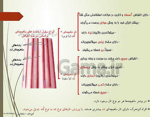 پاورپوینت زیست شناسی یازدهم تجربی | فصل 3: دستگاه حرکتی (گفتار 2: ماهیچه و حرکت)- پیش نمایش