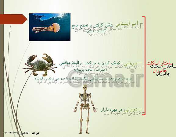 پاورپوینت زیست شناسی یازدهم تجربی | فصل 3: دستگاه حرکتی (گفتار 2: ماهیچه و حرکت)- پیش نمایش