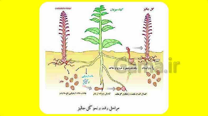 پاورپوینت آموزش کتاب درسی زیست شناسی دهم | فصل 7: جذب و انتقال مواد در گیاهان- پیش نمایش