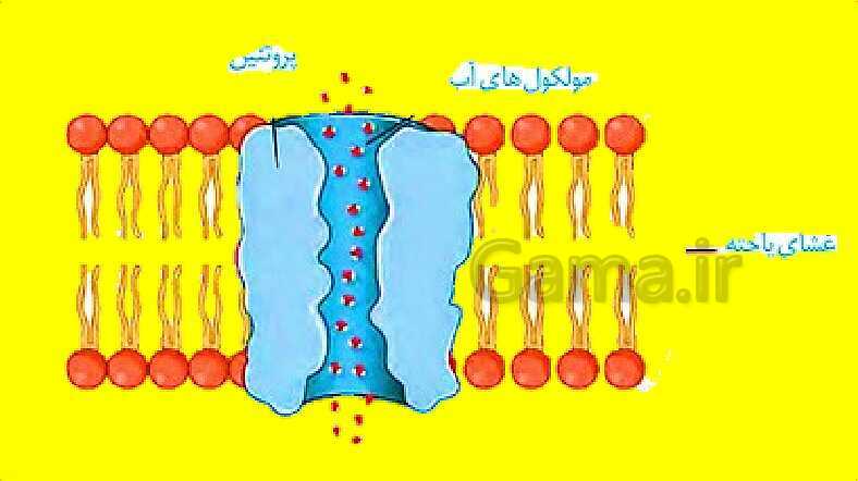 پاورپوینت آموزش کتاب درسی زیست شناسی دهم | فصل 7: جذب و انتقال مواد در گیاهان- پیش نمایش