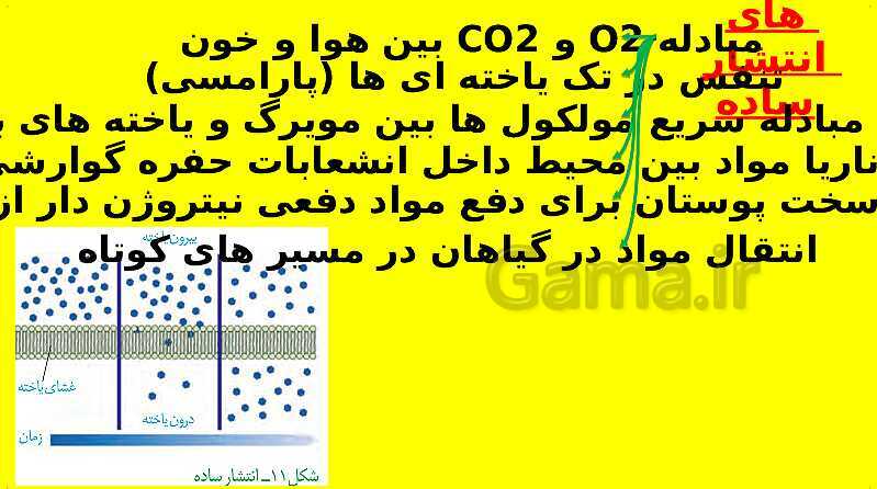 پاورپوینت آموزش کتاب درسی زیست شناسی دهم | فصل 7: جذب و انتقال مواد در گیاهان- پیش نمایش