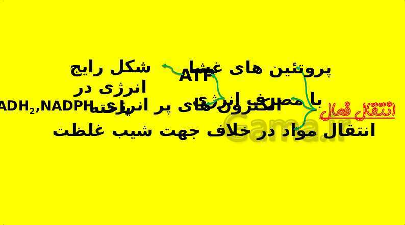 پاورپوینت آموزش کتاب درسی زیست شناسی دهم | فصل 7: جذب و انتقال مواد در گیاهان- پیش نمایش