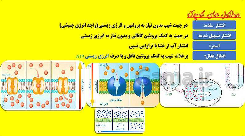 پاورپوینت آموزش کتاب درسی زیست شناسی دهم | فصل 7: جذب و انتقال مواد در گیاهان- پیش نمایش