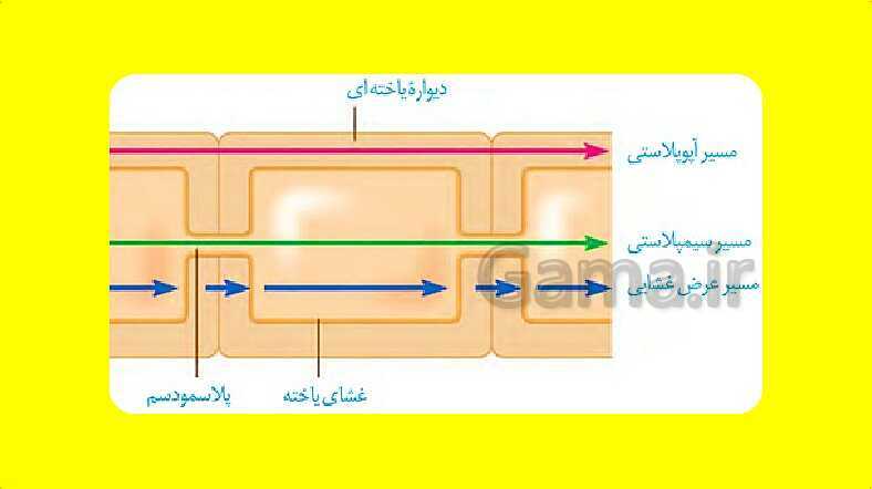 پاورپوینت آموزش کتاب درسی زیست شناسی دهم | فصل 7: جذب و انتقال مواد در گیاهان- پیش نمایش