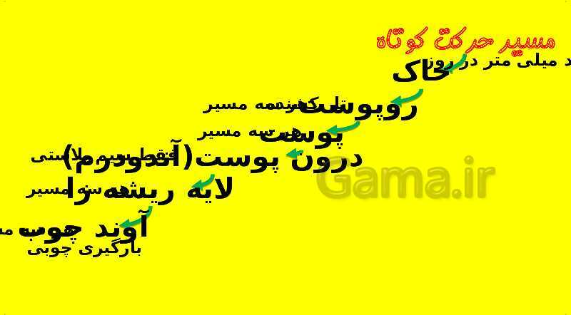 پاورپوینت آموزش کتاب درسی زیست شناسی دهم | فصل 7: جذب و انتقال مواد در گیاهان- پیش نمایش