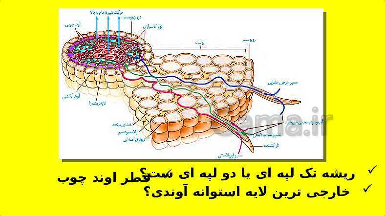 پاورپوینت آموزش کتاب درسی زیست شناسی دهم | فصل 7: جذب و انتقال مواد در گیاهان- پیش نمایش