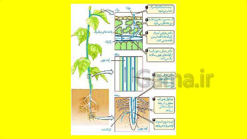 پاورپوینت آموزش کتاب درسی زیست شناسی دهم | فصل 7: جذب و انتقال مواد در گیاهان- پیش نمایش