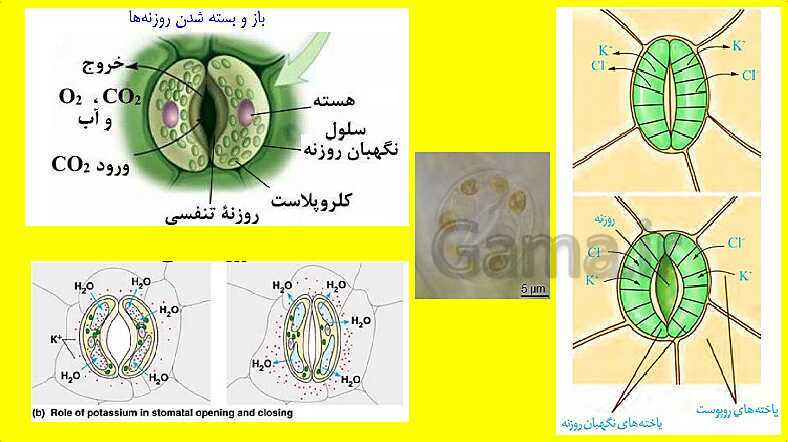 پاورپوینت آموزش کتاب درسی زیست شناسی دهم | فصل 7: جذب و انتقال مواد در گیاهان- پیش نمایش