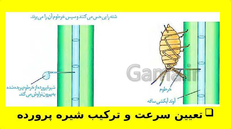 پاورپوینت آموزش کتاب درسی زیست شناسی دهم | فصل 7: جذب و انتقال مواد در گیاهان- پیش نمایش