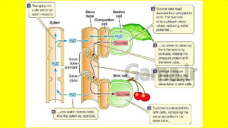 پاورپوینت آموزش کتاب درسی زیست شناسی دهم | فصل 7: جذب و انتقال مواد در گیاهان- پیش نمایش