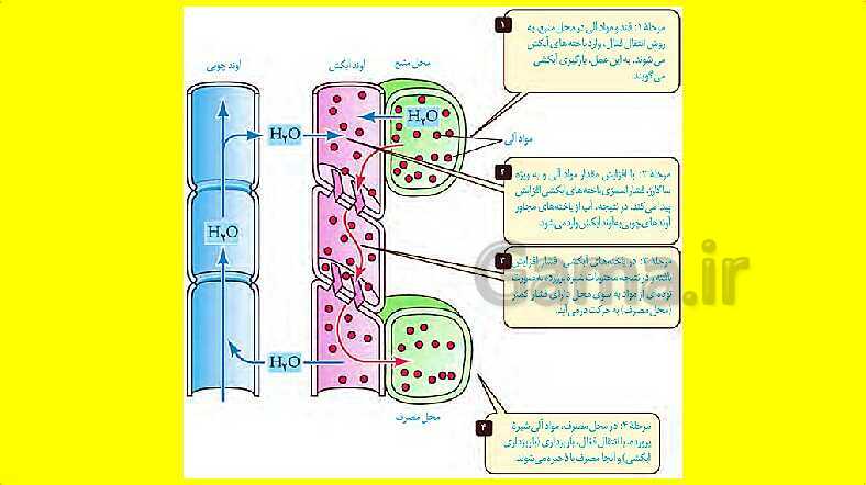 پاورپوینت آموزش کتاب درسی زیست شناسی دهم | فصل 7: جذب و انتقال مواد در گیاهان- پیش نمایش