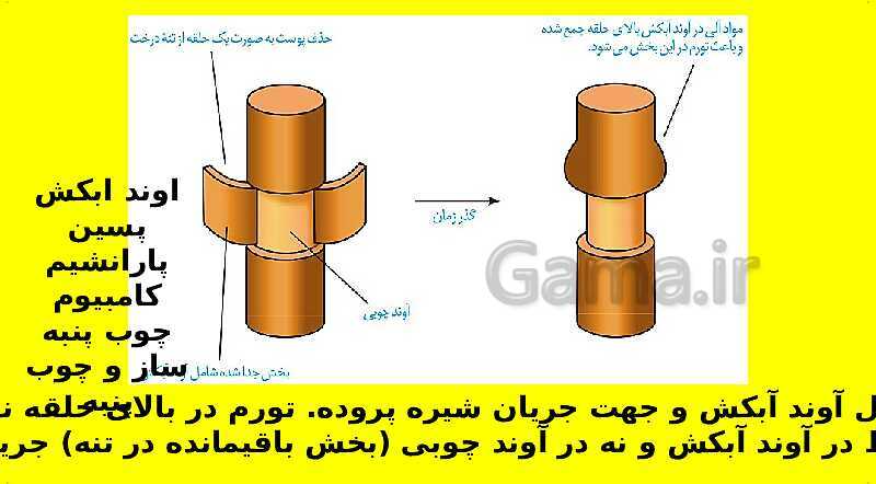 پاورپوینت آموزش کتاب درسی زیست شناسی دهم | فصل 7: جذب و انتقال مواد در گیاهان- پیش نمایش