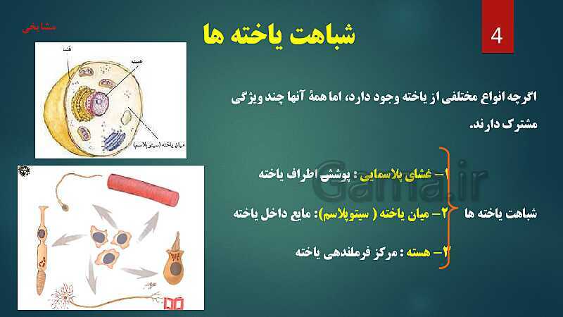 پاورپوینت آموزش مفهومی فصل 11: یاخته و سازمان بندی آن- پیش نمایش