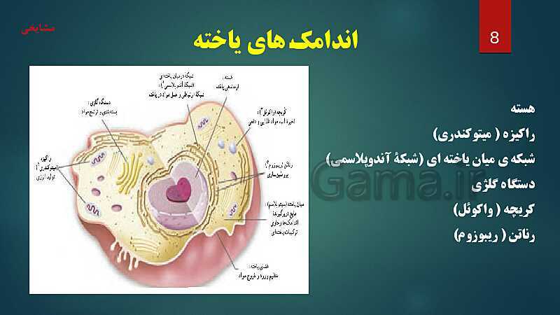 پاورپوینت آموزش مفهومی فصل 11: یاخته و سازمان بندی آن- پیش نمایش