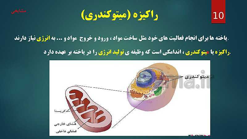 پاورپوینت آموزش مفهومی فصل 11: یاخته و سازمان بندی آن- پیش نمایش