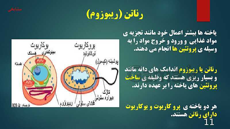 پاورپوینت آموزش مفهومی فصل 11: یاخته و سازمان بندی آن- پیش نمایش