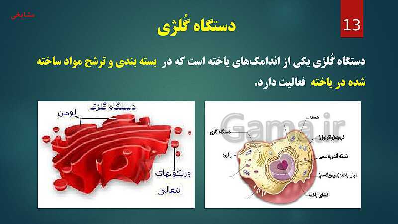 پاورپوینت آموزش مفهومی فصل 11: یاخته و سازمان بندی آن- پیش نمایش