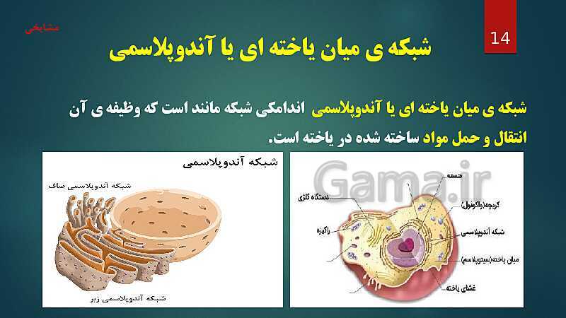 پاورپوینت آموزش مفهومی فصل 11: یاخته و سازمان بندی آن- پیش نمایش