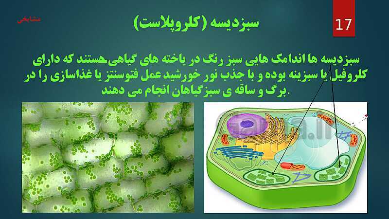 پاورپوینت آموزش مفهومی فصل 11: یاخته و سازمان بندی آن- پیش نمایش