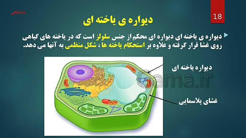 پاورپوینت آموزش مفهومی فصل 11: یاخته و سازمان بندی آن- پیش نمایش