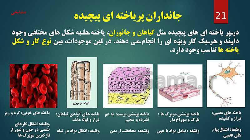 پاورپوینت آموزش مفهومی فصل 11: یاخته و سازمان بندی آن- پیش نمایش