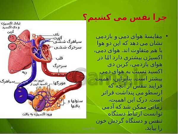 پاورپوینت فصل سوم زیست دهم: تبادلات گازی- پیش نمایش