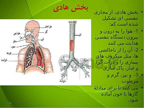 پاورپوینت فصل سوم زیست دهم: تبادلات گازی- پیش نمایش