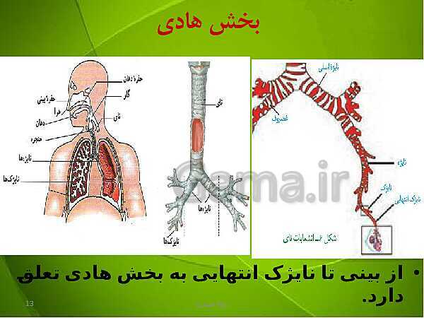 پاورپوینت فصل سوم زیست دهم: تبادلات گازی- پیش نمایش