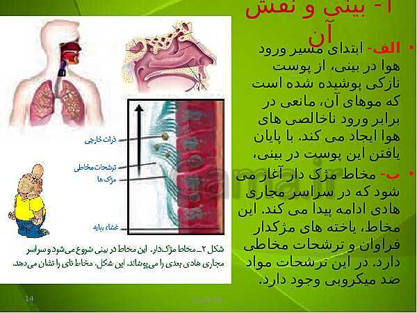 پاورپوینت فصل سوم زیست دهم: تبادلات گازی- پیش نمایش