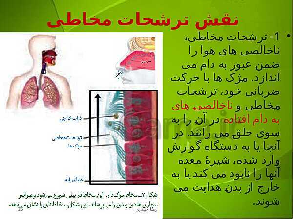 پاورپوینت فصل سوم زیست دهم: تبادلات گازی- پیش نمایش