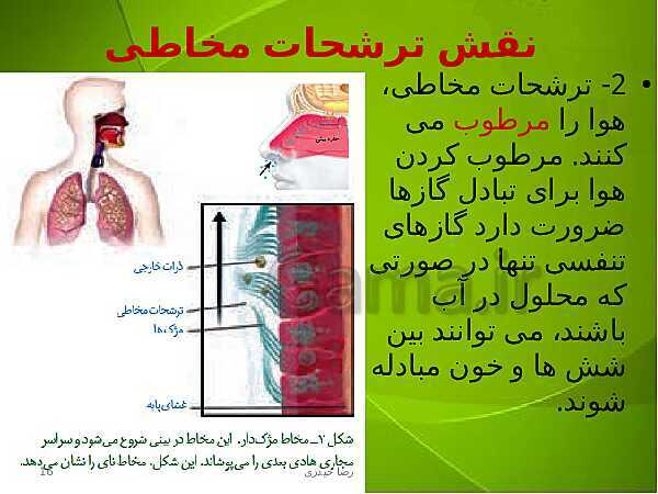 پاورپوینت فصل سوم زیست دهم: تبادلات گازی- پیش نمایش