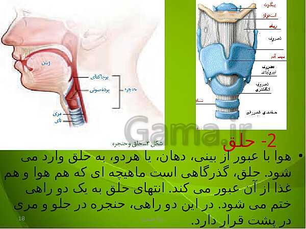 پاورپوینت فصل سوم زیست دهم: تبادلات گازی- پیش نمایش