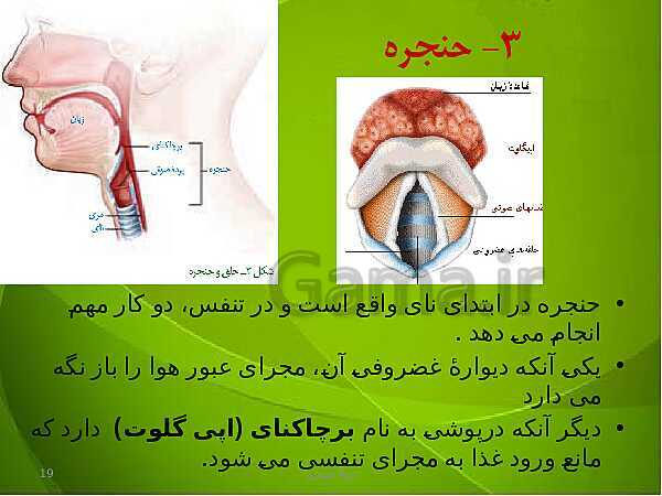 پاورپوینت فصل سوم زیست دهم: تبادلات گازی- پیش نمایش