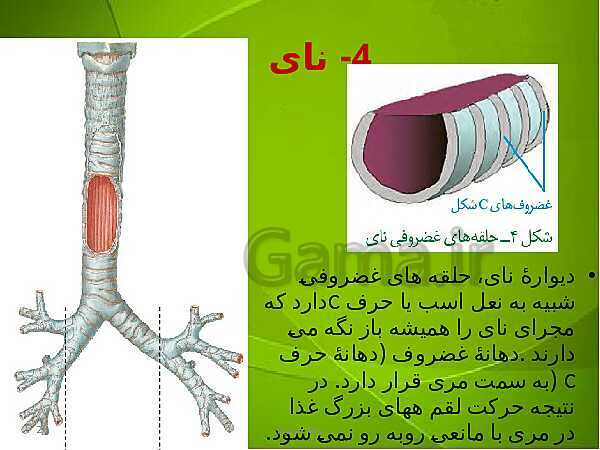 پاورپوینت فصل سوم زیست دهم: تبادلات گازی- پیش نمایش