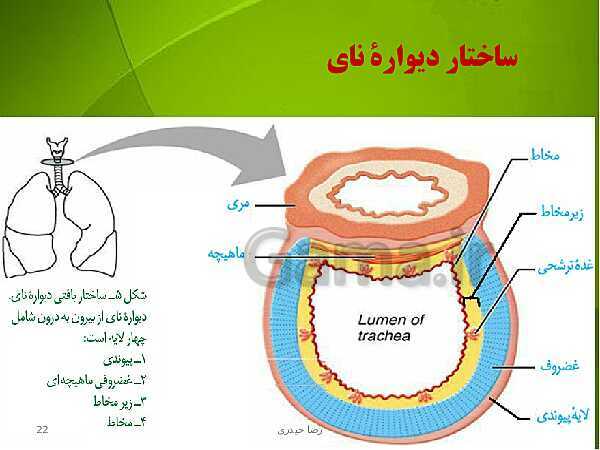 پاورپوینت فصل سوم زیست دهم: تبادلات گازی- پیش نمایش