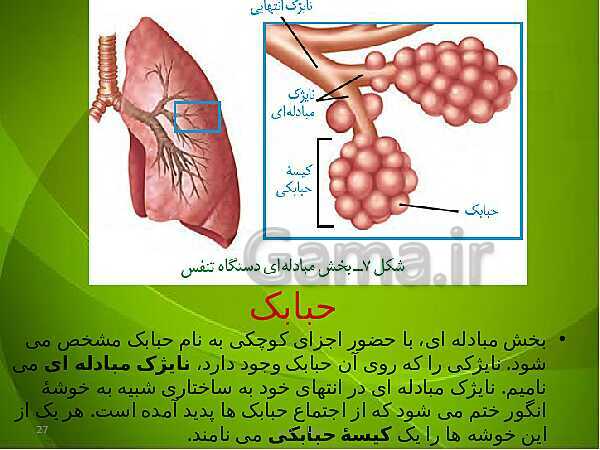 پاورپوینت فصل سوم زیست دهم: تبادلات گازی- پیش نمایش