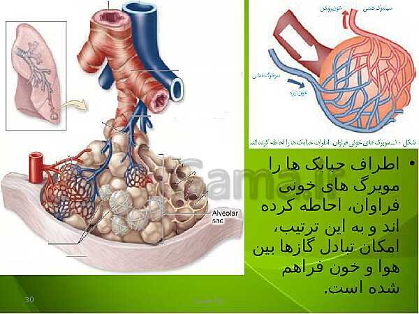 پاورپوینت فصل سوم زیست دهم: تبادلات گازی- پیش نمایش