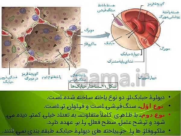 پاورپوینت فصل سوم زیست دهم: تبادلات گازی- پیش نمایش