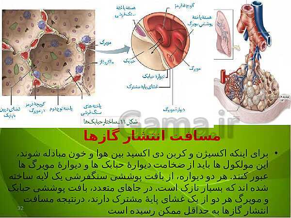 پاورپوینت فصل سوم زیست دهم: تبادلات گازی- پیش نمایش