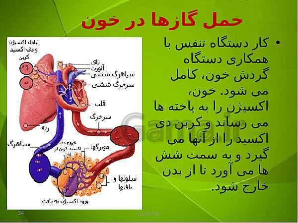 پاورپوینت فصل سوم زیست دهم: تبادلات گازی- پیش نمایش