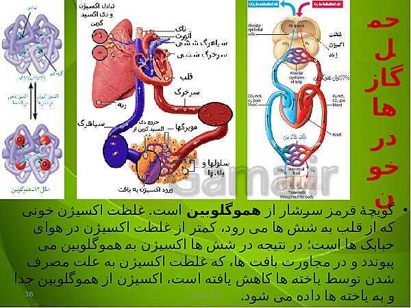 پاورپوینت فصل سوم زیست دهم: تبادلات گازی- پیش نمایش